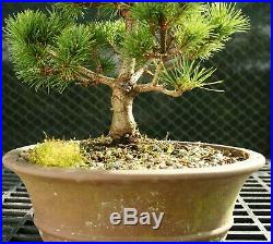 Bonsai Tree Five Needle White Pine WP-226C