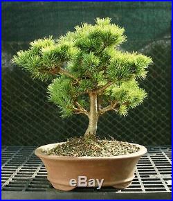 Bonsai Tree Five Needle White Pine WP-226E
