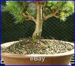 Bonsai Tree Five Needle White Pine WP-226E