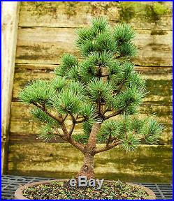Bonsai Tree Five Needle White Pine WP-815A