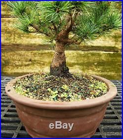 Bonsai Tree Five Needle White Pine WP-815B