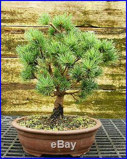 Bonsai Tree Five Needle White Pine WP-815B