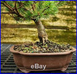 Bonsai Tree Five Needle White Pine WP-815E