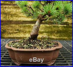 Bonsai Tree Five Needle White Pine WP-815E