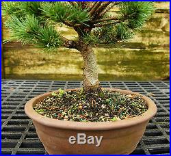 Bonsai Tree Five Needle White Pine WP-815F