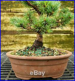 Bonsai Tree Five Needle White Pine WP-815G