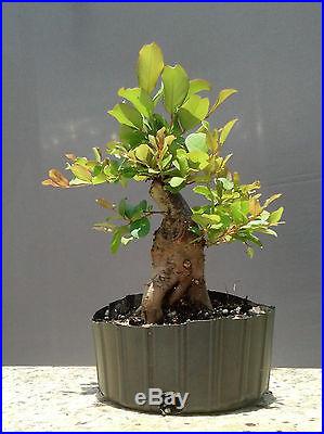 Bonsai Tree, Flowering Crape Myrtle ~ #2 ~ Mame tree, Bright Pink Color Sioux