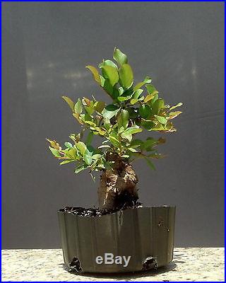 Bonsai Tree, Flowering Crape Myrtle ~ #2 ~ Mame tree, Bright Pink Color Sioux