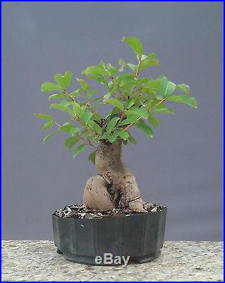 Bonsai Tree, Flowering Crape Myrtle, Mame tree, Bright Pink Color Sioux