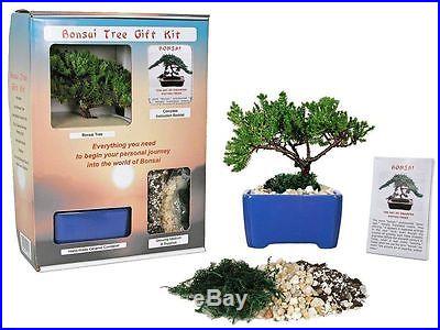 Bonsai Tree Gift Kit plus Live Japanese Juniper Tree