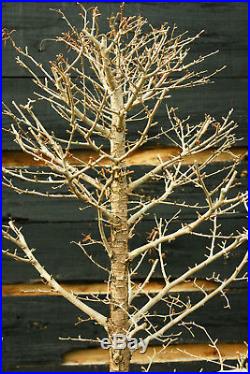 Bonsai Tree Golden Larch GL-1130A