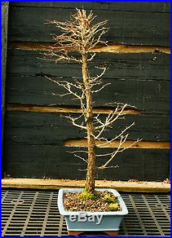 Bonsai Tree Golden Larch GL-1130B