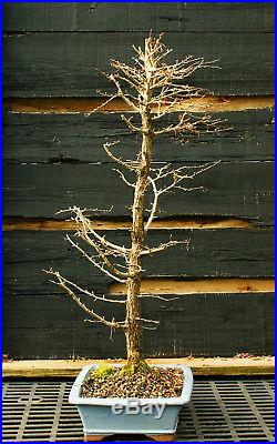 Bonsai Tree Golden Larch GL-1130B