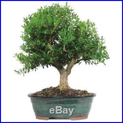 Bonsai Tree Harland Boxwood Outdoor Live Plant Leaves Flowers 8 Years Garden