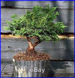 Bonsai Tree Hinoki Cypress HCB1G-809A