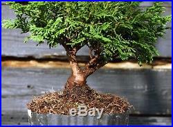 Bonsai Tree Hinoki Cypress HCB1G-809A