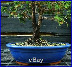 Bonsai Tree Hinoki Cypress HC-1030D