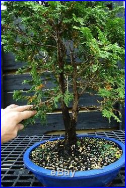Bonsai Tree Hinoki Cypress HC-1030D