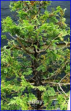 Bonsai Tree Hinoki Cypress HC-1030E