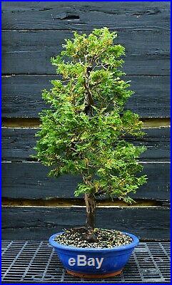 Bonsai Tree Hinoki Cypress HC-1030E