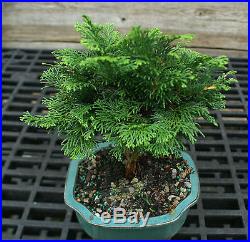Bonsai Tree Hinoki Cypress HC-1104B