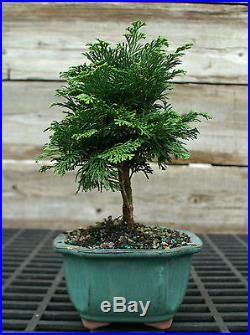 Bonsai Tree Hinoki Cypress HC-1104B