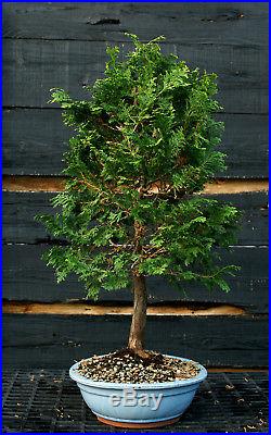 Bonsai Tree Hinoki Cypress HC-1215B