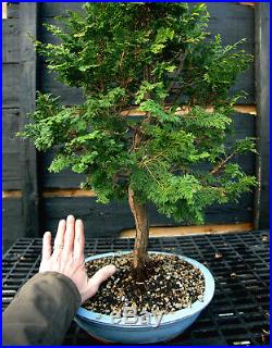 Bonsai Tree Hinoki Cypress HC-1215B