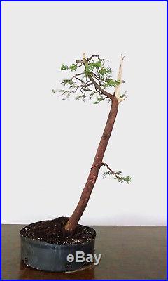Bonsai Tree, Hollywood Juniper, Deadwood, Literati Style, Fully Wired