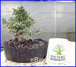 Bonsai Tree, Ilex Shilling, Ilex Vomitoria'nana', Aged Quality Prebonsai! #18