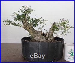 Bonsai Tree, Ilex Shilling, Ilex Vomitoria'nana', Massive Prebonsai +Deadwood