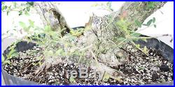 Bonsai Tree, Ilex Shilling, Ilex Vomitoria'nana', Massive Prebonsai +Deadwood