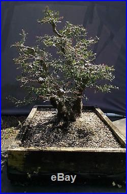 Bonsai Tree, Ilex Shilling, Ilex Vomitoria'nana', Speciemen Bonsai, Outstanding