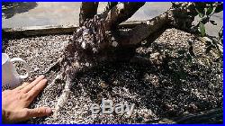 Bonsai Tree, Ilex Shilling, Ilex Vomitoria'nana', Speciemen Bonsai, Outstanding