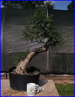 Bonsai Tree, Ilex Shilling, Ilex Vomitoria'nana', Very High Quality #1