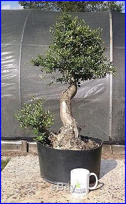 Bonsai Tree, Ilex Shilling, Ilex Vomitoria'nana', Very High Quality #1