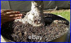Bonsai Tree, Ilex Shilling, Ilex Vomitoria'nana', Very High Quality #6