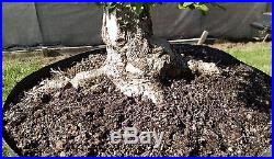 Bonsai Tree, Ilex Shilling, Ilex Vomitoria'nana', Very High Quality #6
