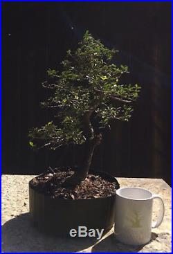 Bonsai Tree, Ilex Shilling, Super Quality Informal Upright, A+ Soft Branching