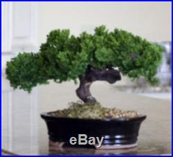 Bonsai Tree Indoor Monterey Single Trunk Preserved Not a Living Tree P1319