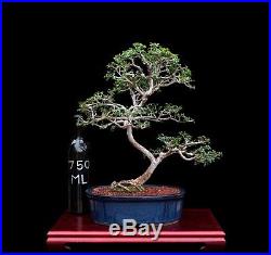 Bonsai Tree Indoor/outdoor Catlin Elm In Glazed Clay Pot