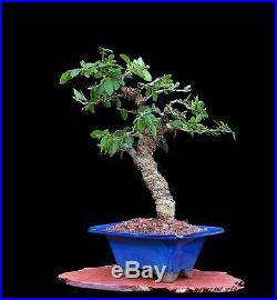 Bonsai Tree Indoor/outdoor Cork Bark Elm In'tokoname' Clay Pot