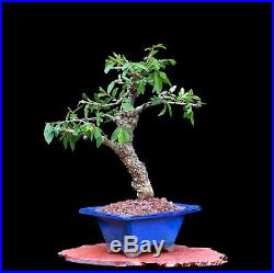 Bonsai Tree Indoor/outdoor Cork Bark Elm In'tokoname' Clay Pot