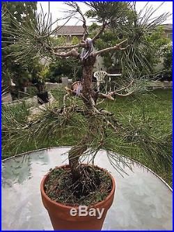 Bonsai Tree Japanese Black Pine