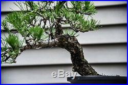 Bonsai Tree Japanese Black Pine