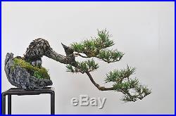 Bonsai Tree Japanese Black Pine Cascade Style