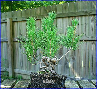 Bonsai Tree Japanese Black Pine JBP1G-705A