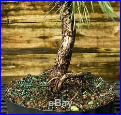 Bonsai Tree Japanese Black Pine JBP3G-1026A