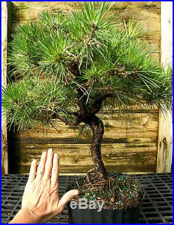 Bonsai Tree Japanese Black Pine JBP3G-1026A