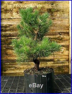 Bonsai Tree Japanese Black Pine JBP3G-1026B